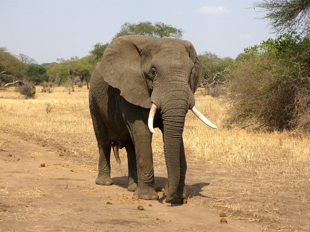 Keňa - KOMBINACE SAFARI A BÍLÝCH PLÁŽÍ - 5x all inclusive na Diani Beach, 2 noci na safari - prosinec 2025
